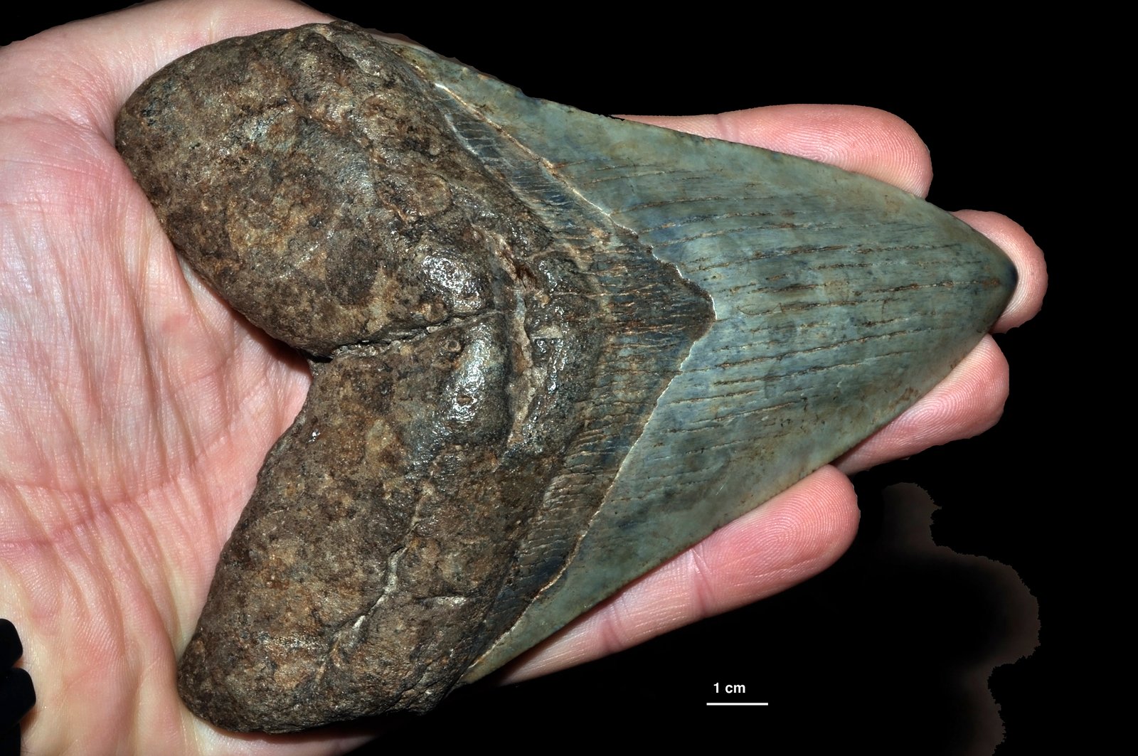 The Enduring Fascination with Megalodon (image credits: wikimedia)