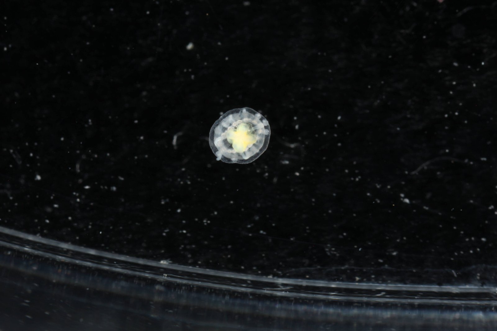 The Astonishing Transformation: What Makes Turritopsis dohrnii Unique? (image credits: wikimedia)