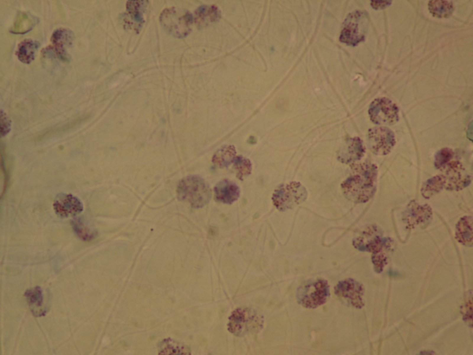 The Science of Transdifferentiation (image credits: wikimedia)