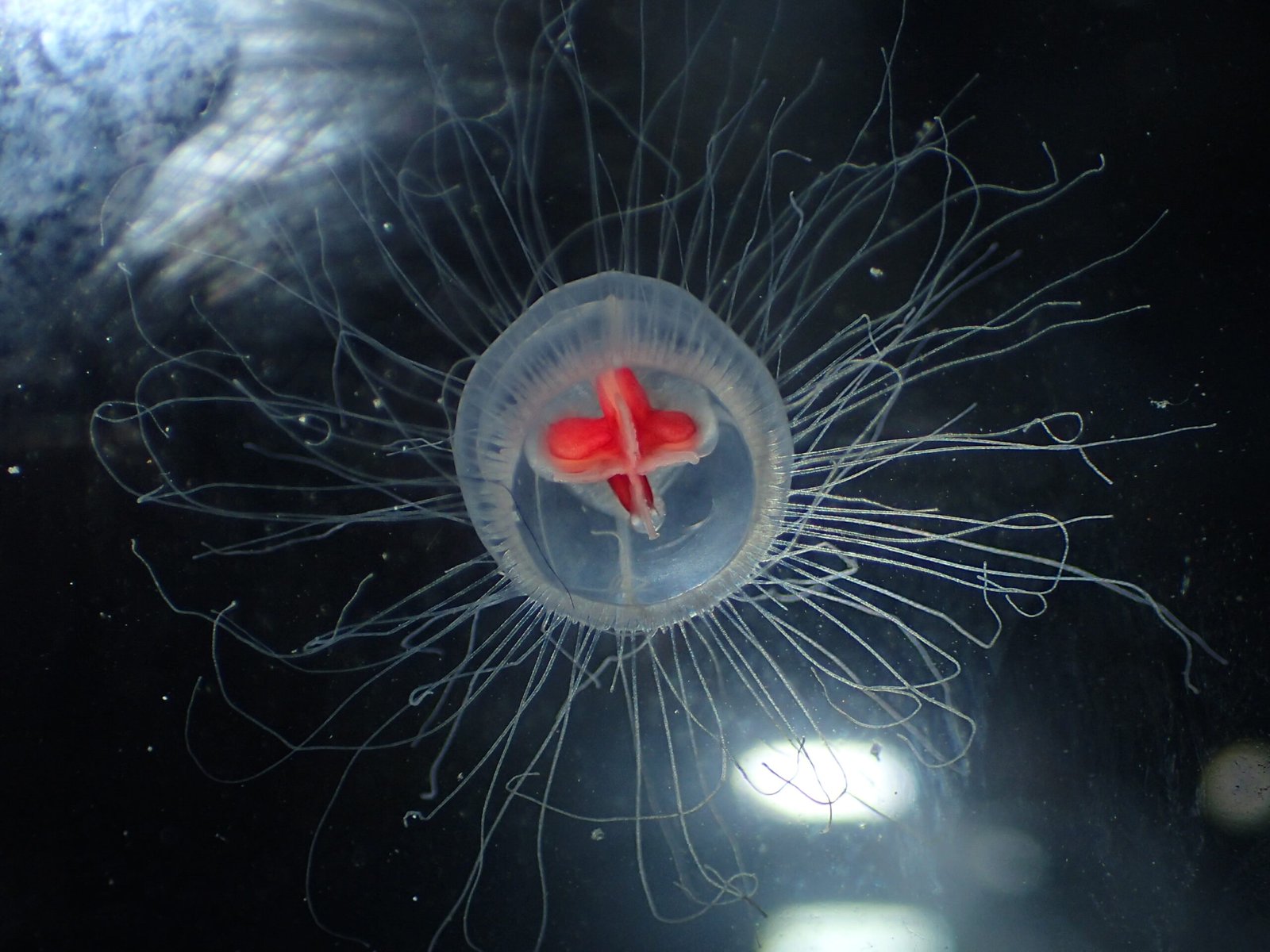 Why Don’t We See More Immortal Jellyfish? (image credits: wikimedia)
