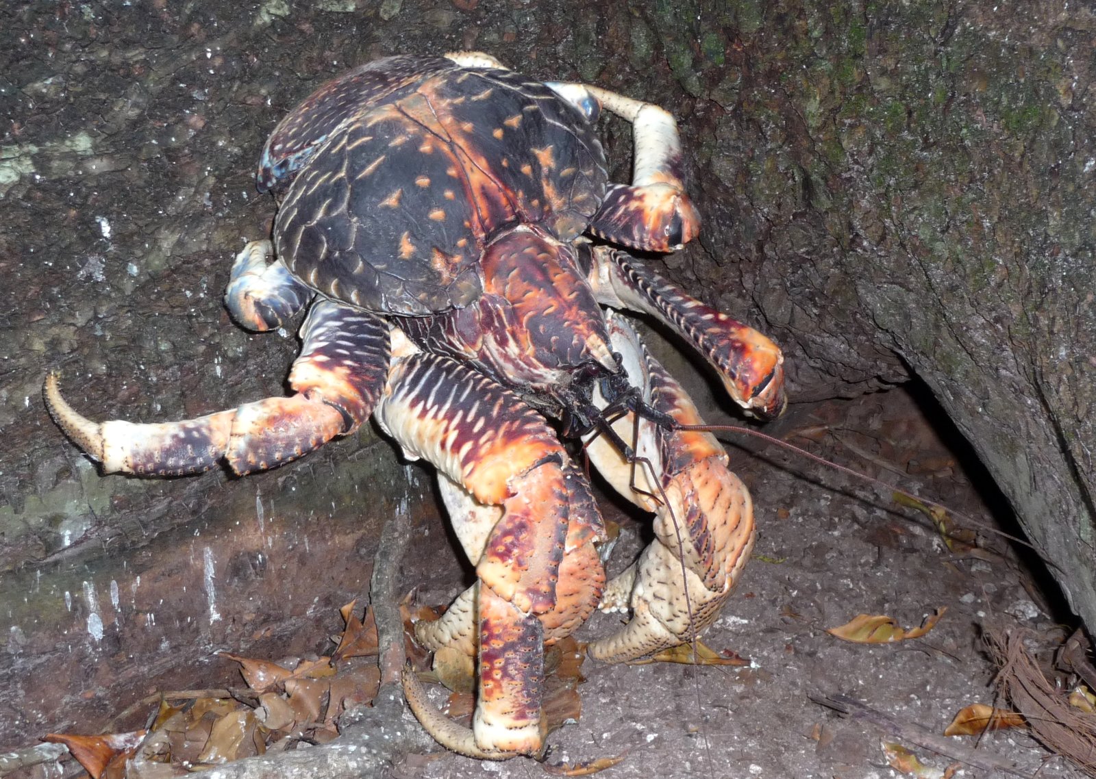 The Giant of the Land: What Is a Coconut Crab? (image credits: wikimedia)