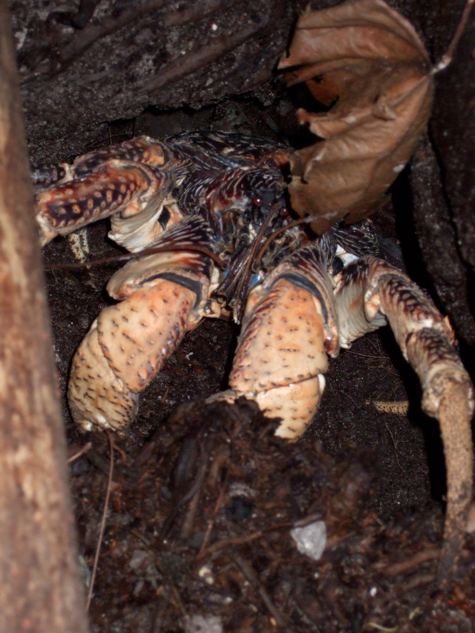 The Powerhouse Claws: Nature’s Nutcrackers (image credits: wikimedia)