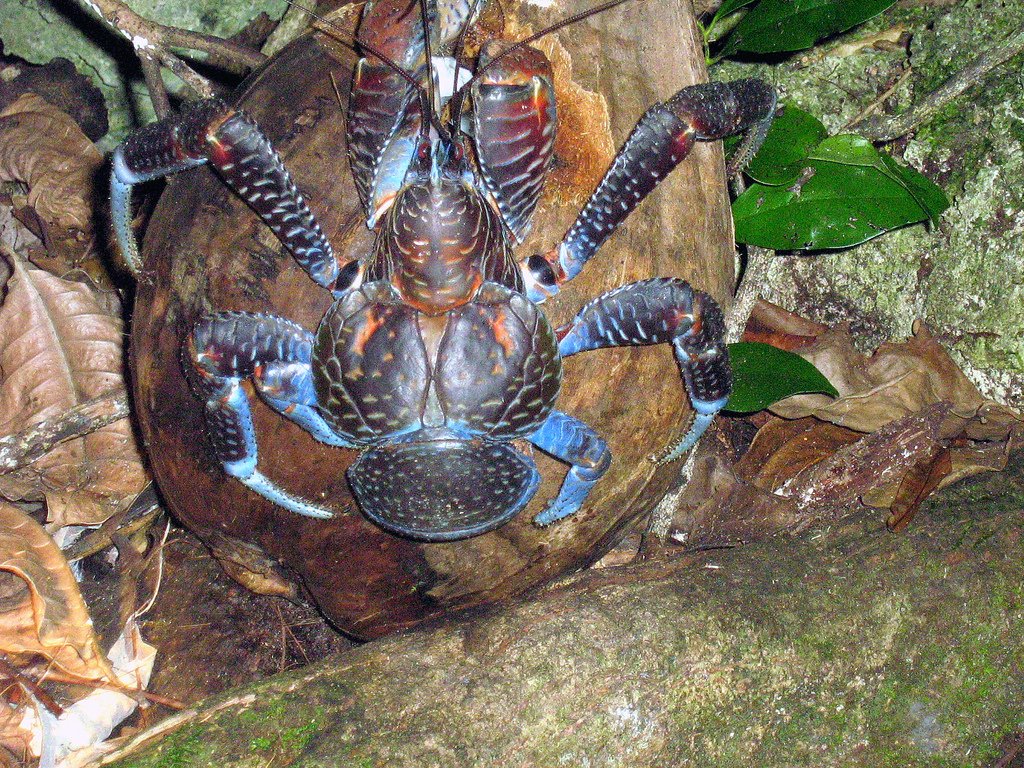 Life on Land: Unique Adaptations (image credits: wikimedia)