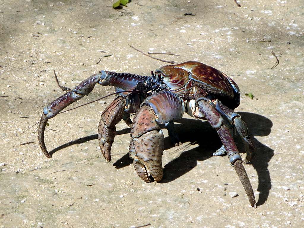 Why the Coconut Crab Captivates Us (image credits: wikimedia)