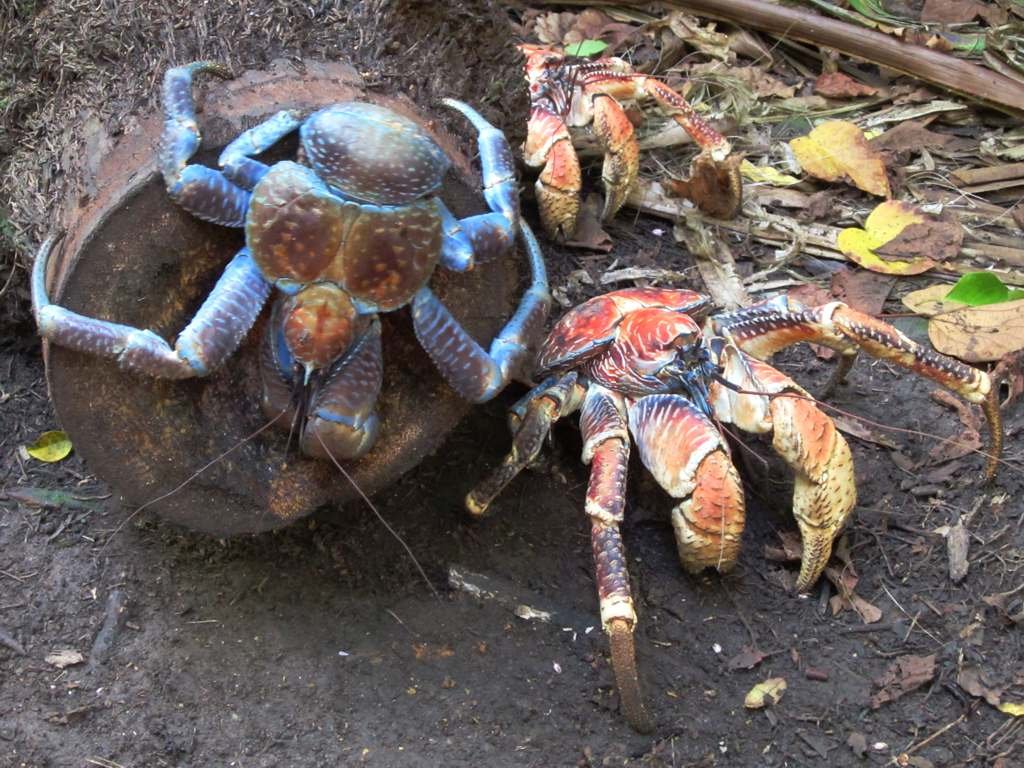 The Crab That Cracks Coconuts (Coconut Crab)