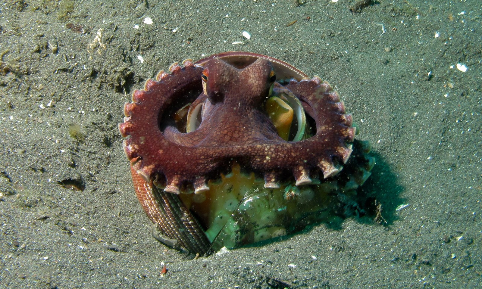 Meet the Veined Octopus: Nature’s Inventive Marine Engineer (image credits: wikimedia)