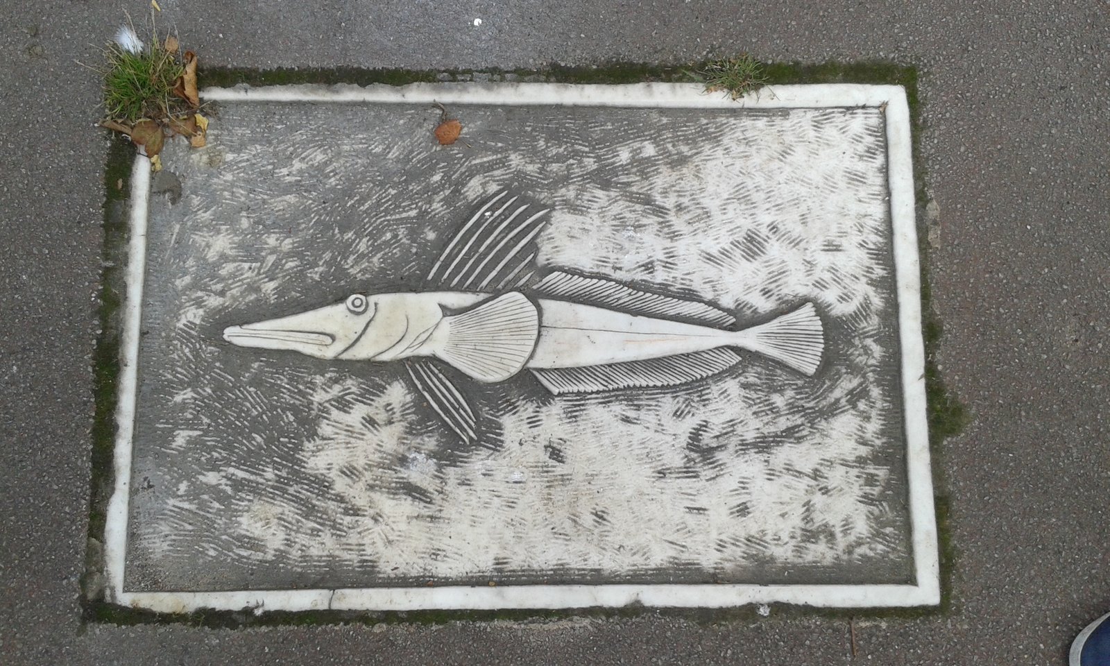 Why They Don’t Have Red Blood (image credits: wikimedia)