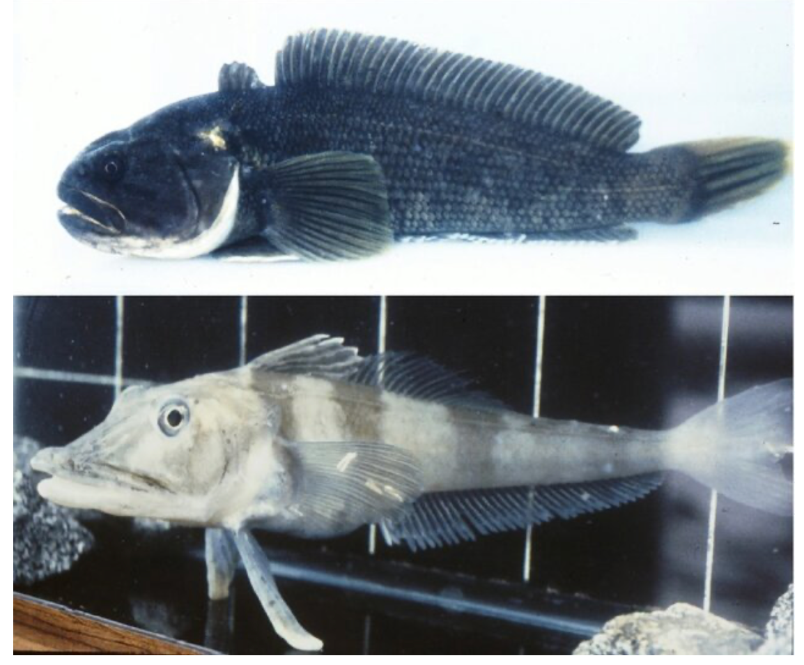 Predators and Survival Tactics (image credits: wikimedia)