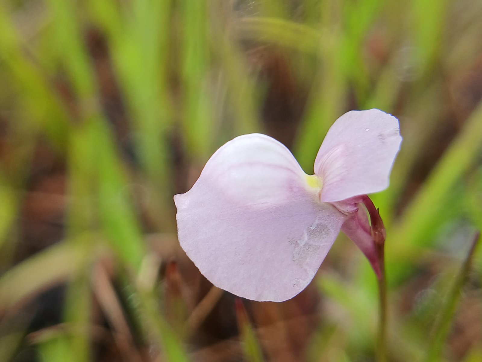 Bladderworts: The Lightning-Fast Hunters (image credits: wikimedia)