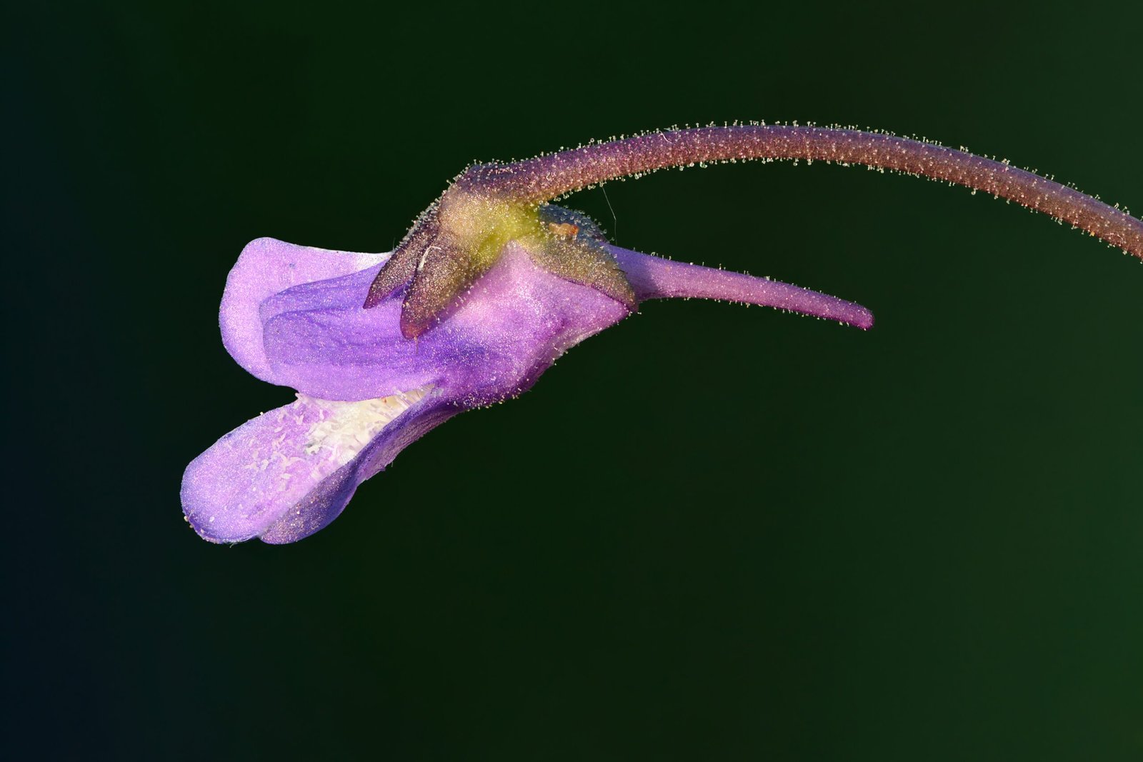 Butterworts: The Sticky Surprise (image credits: wikimedia)