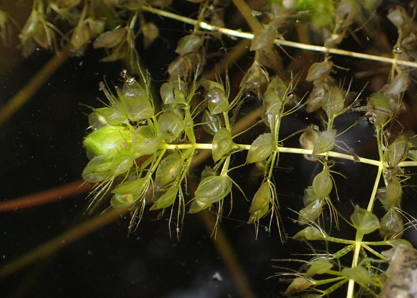 Aldrovanda: The Waterwheel Plant’s Snap Trap (image credits: wikimedia)