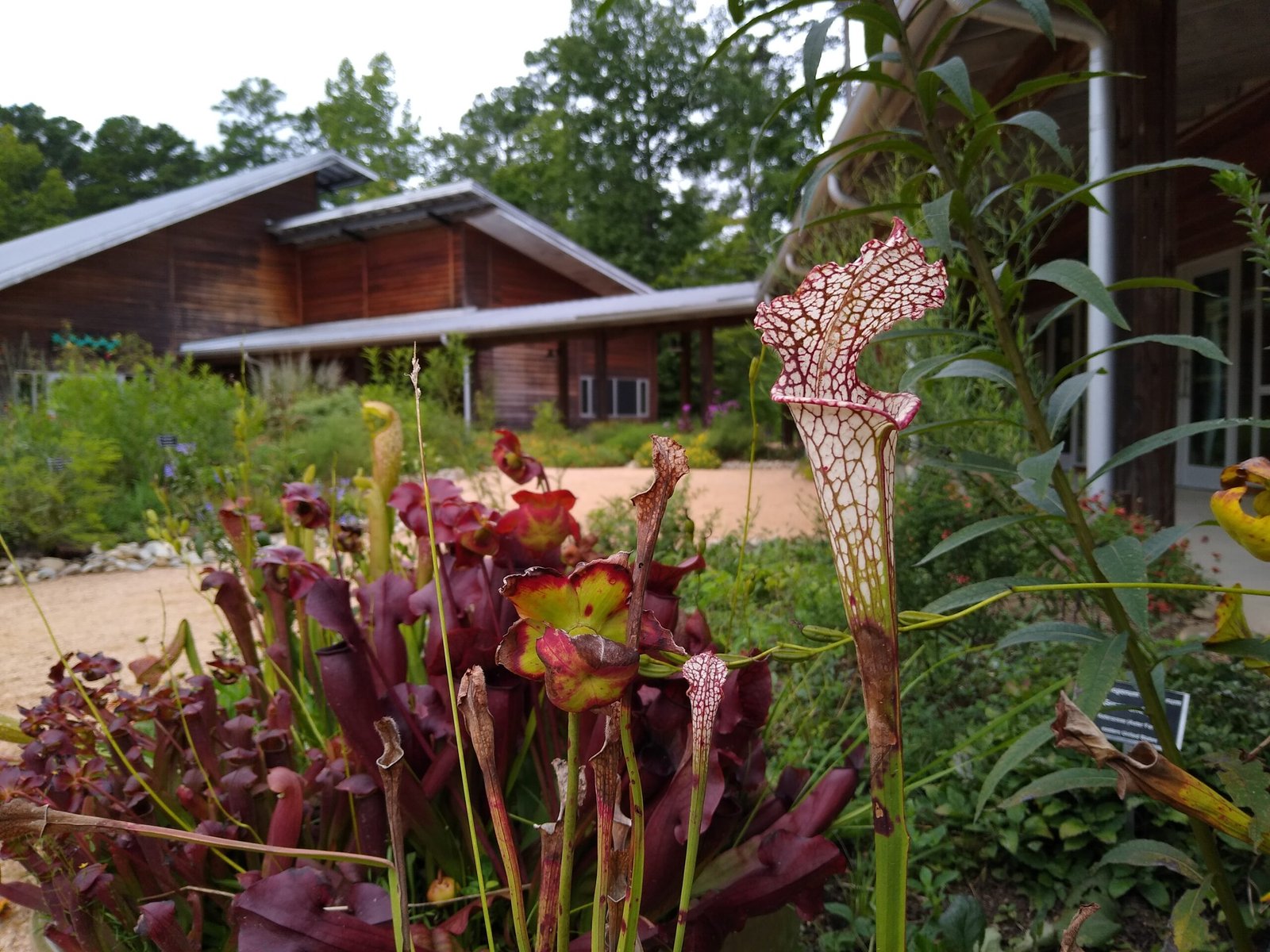 Diversity Beyond Insects: Carnivorous Plants and Larger Prey (image credits: wikimedia)