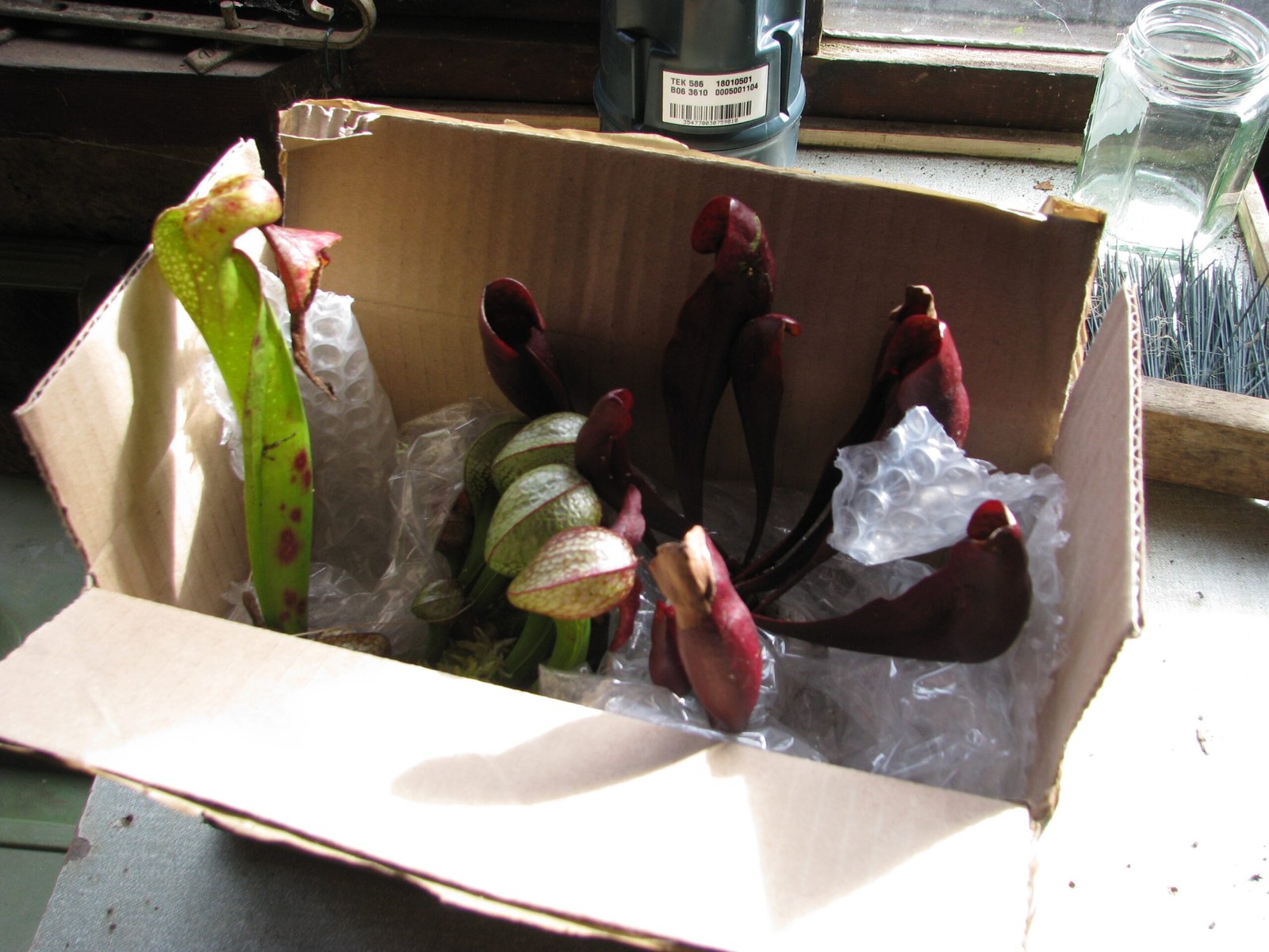 Climate Change and the Future of Carnivorous Plants (image credits: wikimedia)