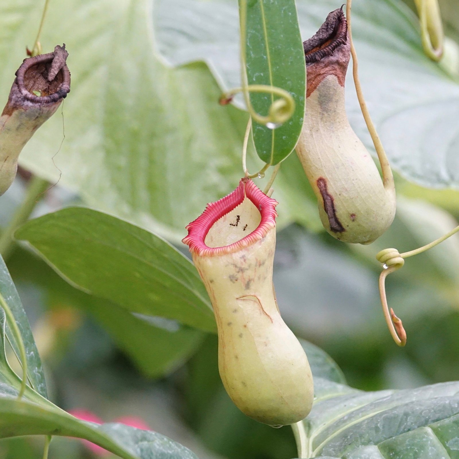 Why Carnivorous Plants Matter: More Than Just Curiosity (image credits: wikimedia)