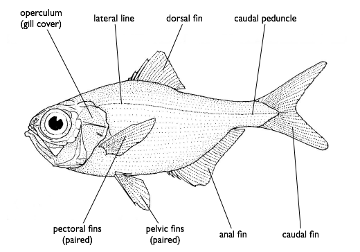 The Anatomy of Fish: Are They Built to Feel Pain? (image credits: wikimedia)