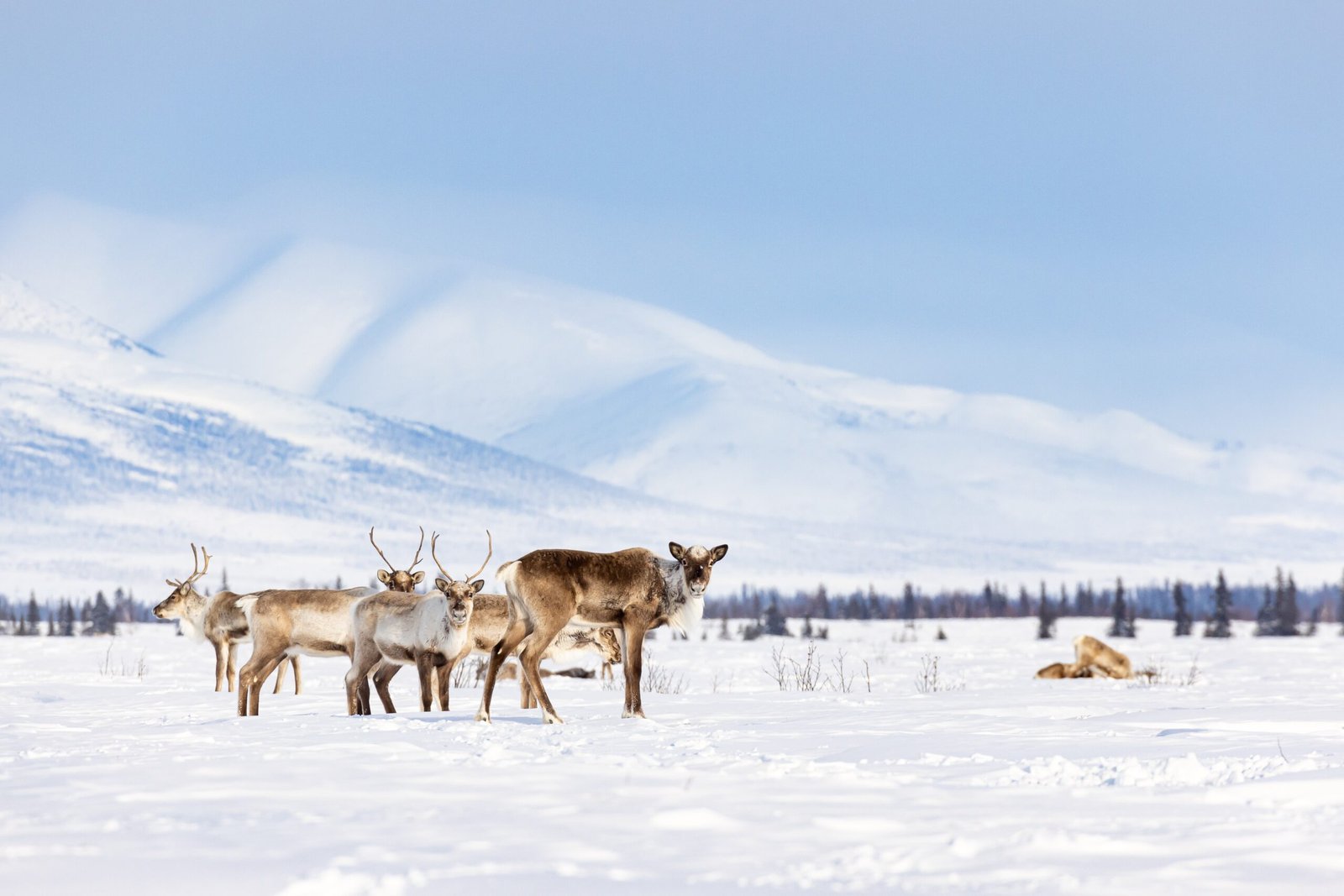 Climate Change: The Invisible Predator (image credits: wikimedia)
