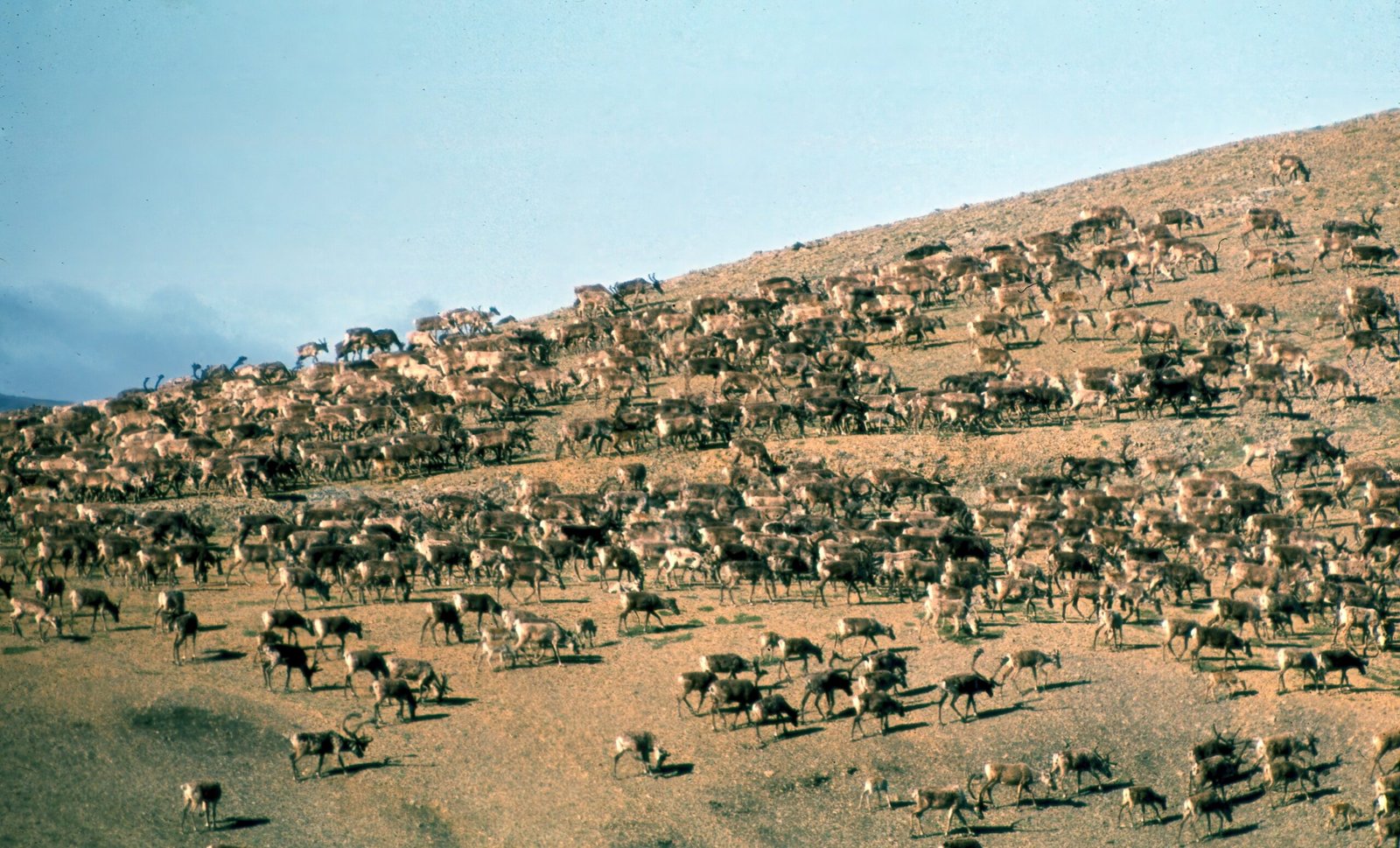 Habitat Fragmentation: A Landscape Divided (image credits: wikimedia)
