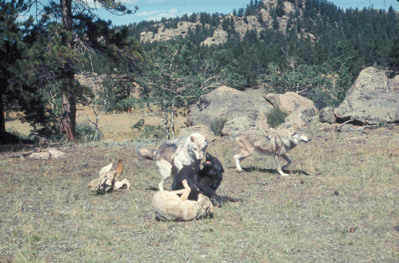 Predator-Prey Imbalance: Wolves on the Rise (image credits: wikimedia)