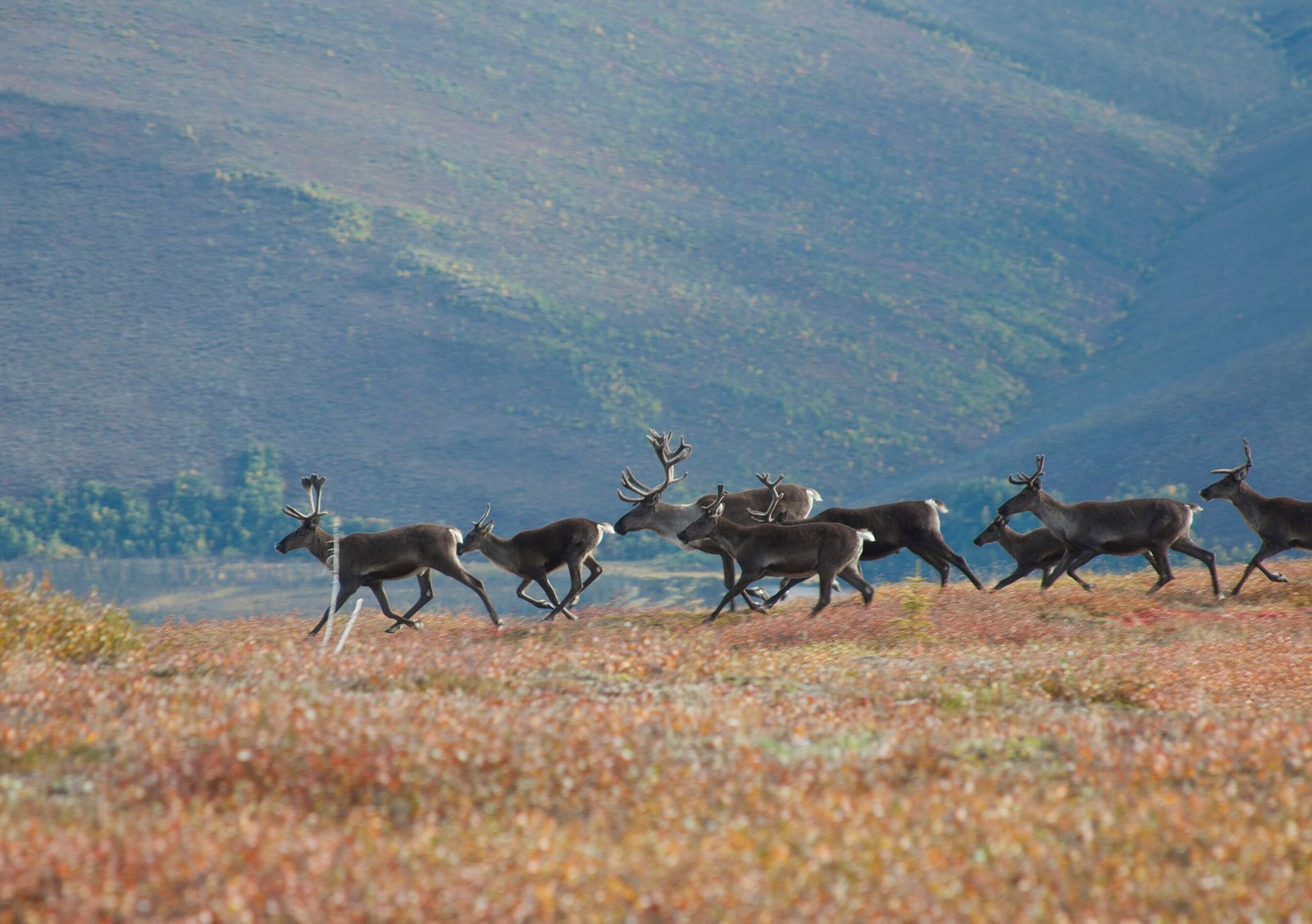 Conservation Battles: Race Against Time (image credits: wikimedia)
