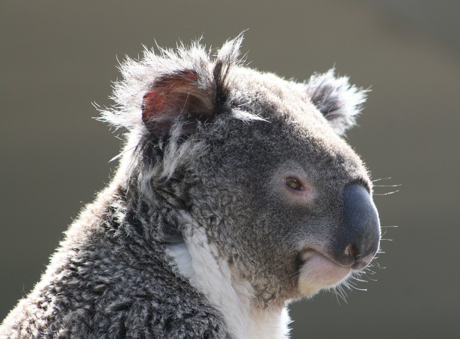 Why We Should Care About Koala Fingerprints (image credits: wikimedia)