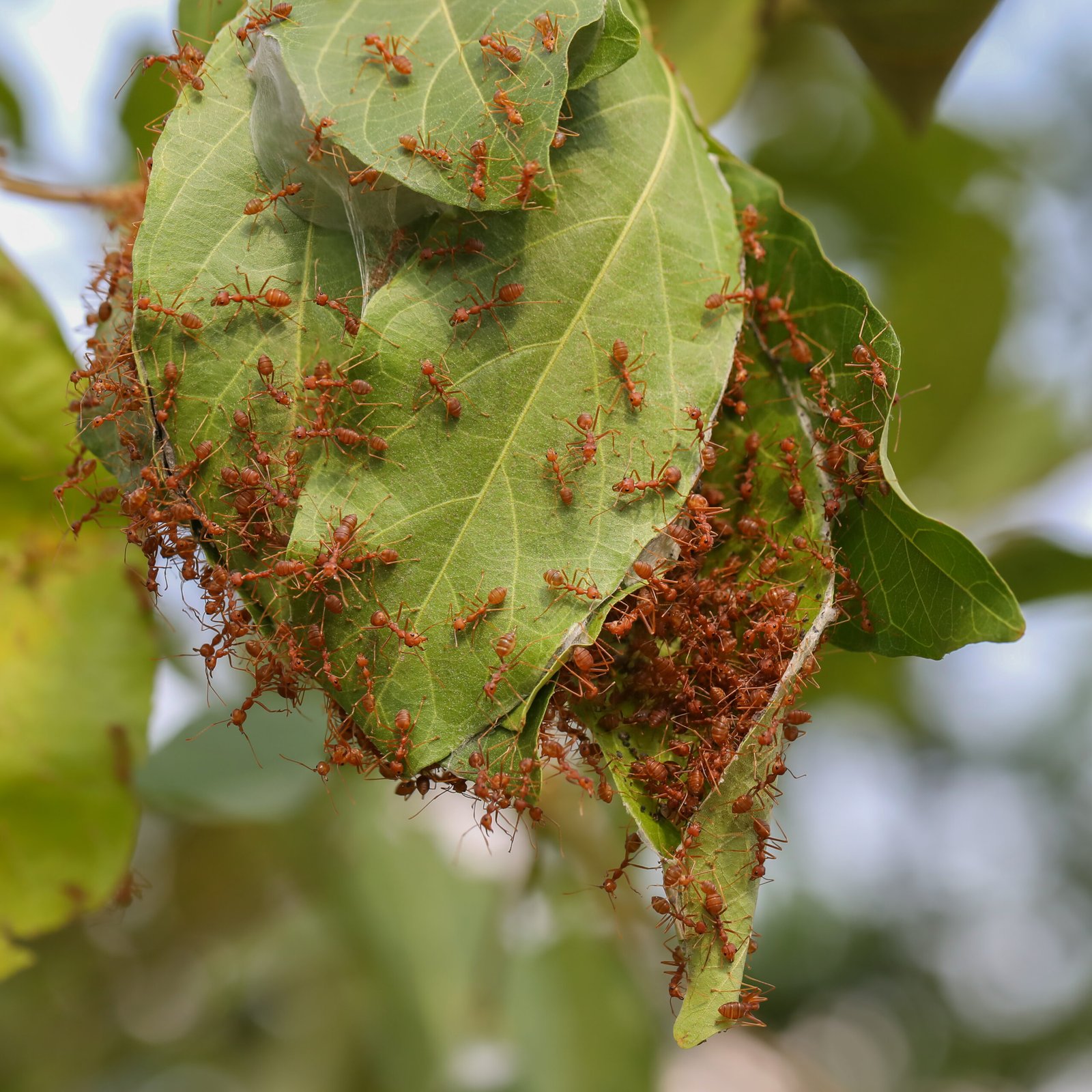 How Ants Move In: The Start of a Wild Partnership (image credits: wikimedia)