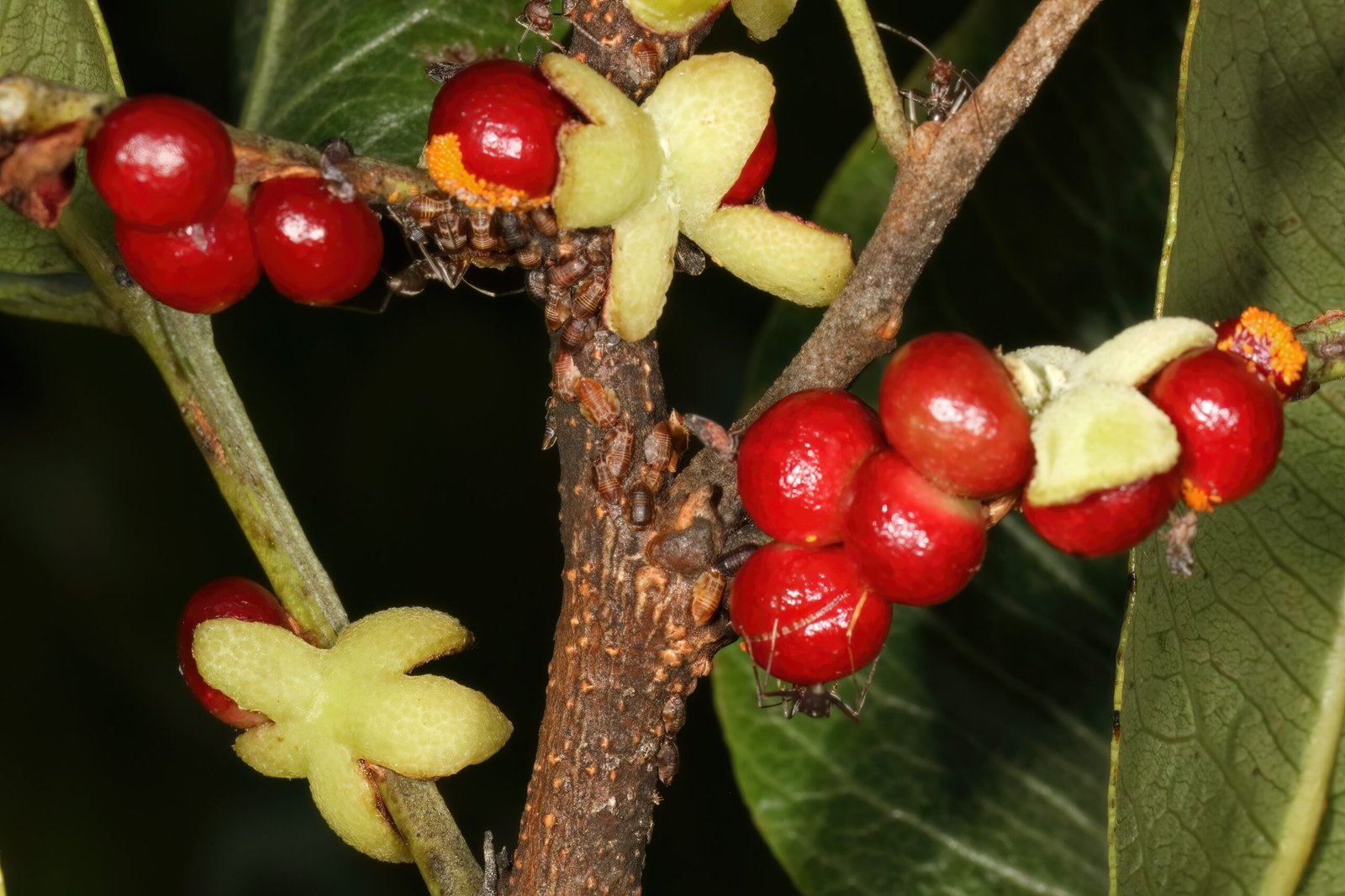 Nature’s Trade: Protection in Exchange for Shelter (image credits: wikimedia)