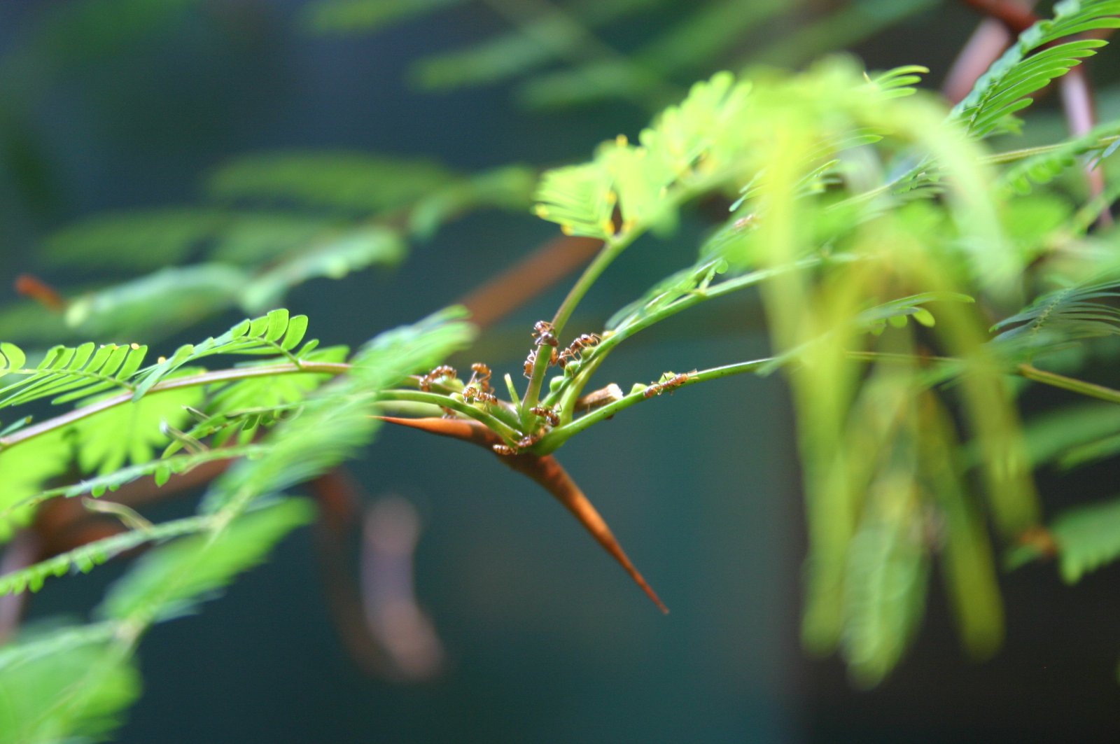 Famous Examples: The Ant Acacia and Beyond (image credits: wikimedia)