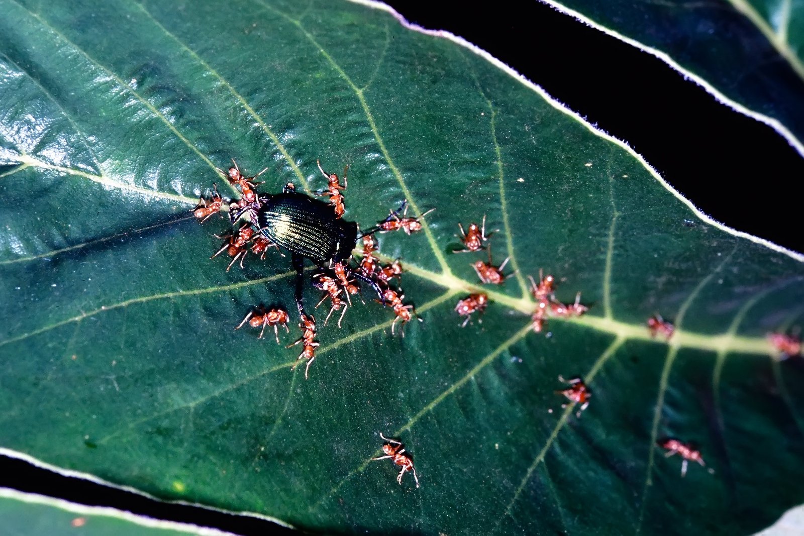 Evolutionary Arms Race: Perfecting Mutualism (image credits: wikimedia)