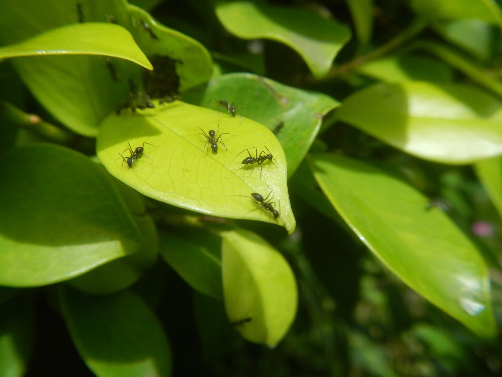 Ant Plant Diversity: Not Just Rainforest Oddities (image credits: wikimedia)