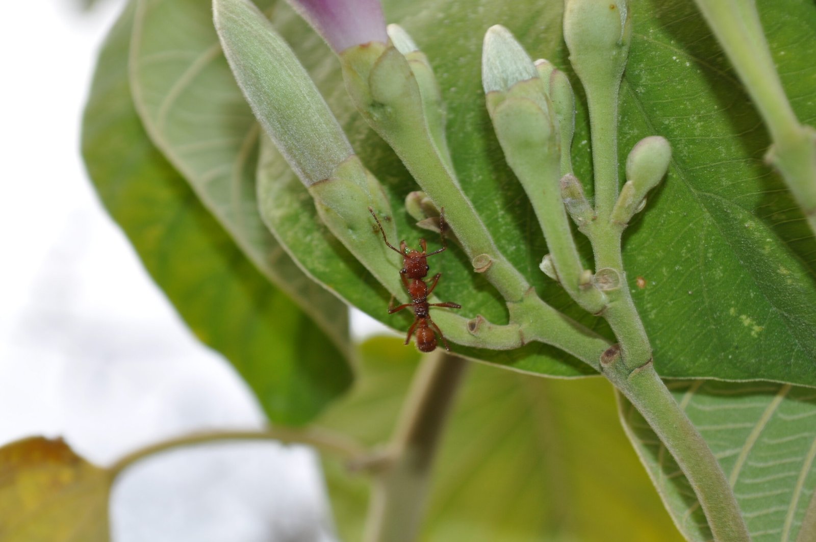 Reflections from the Hidden World of Ant Plants (image credits: wikimedia)