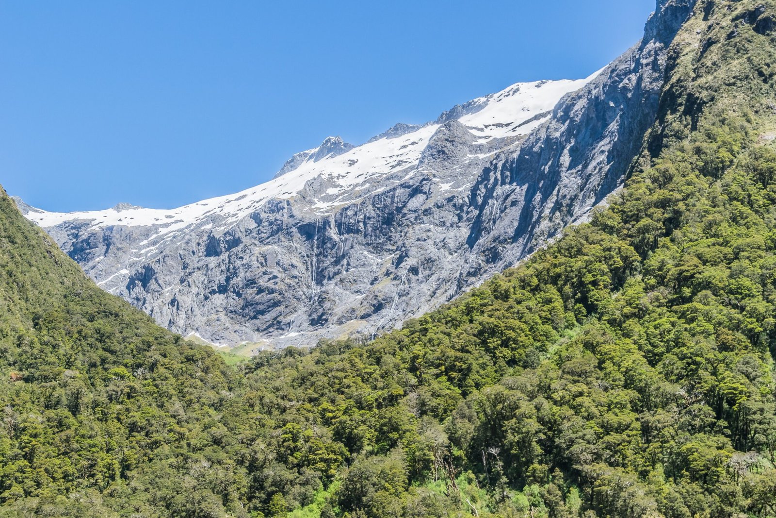 The Fiordland Enigma: Nature’s Vault of Ancient Life (image credits: wikimedia)