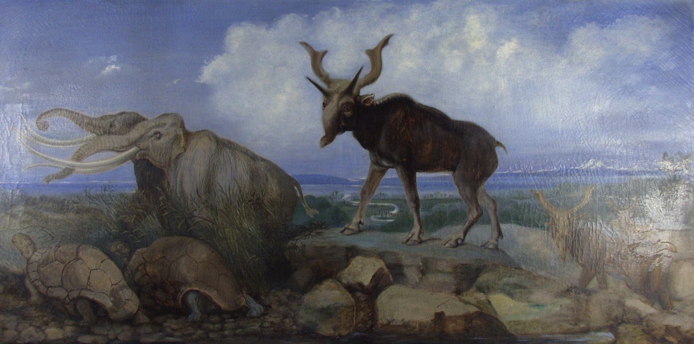 New Zealand’s Prehistoric Wildlife: A Land of Giants and Oddities (image credits: wikimedia)