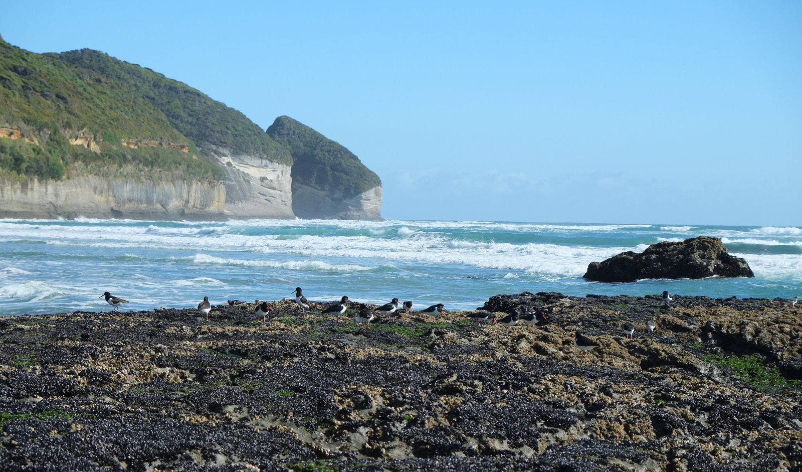 The Human Connection: Maori Legends and Fossil Discoveries (image credits: wikimedia)