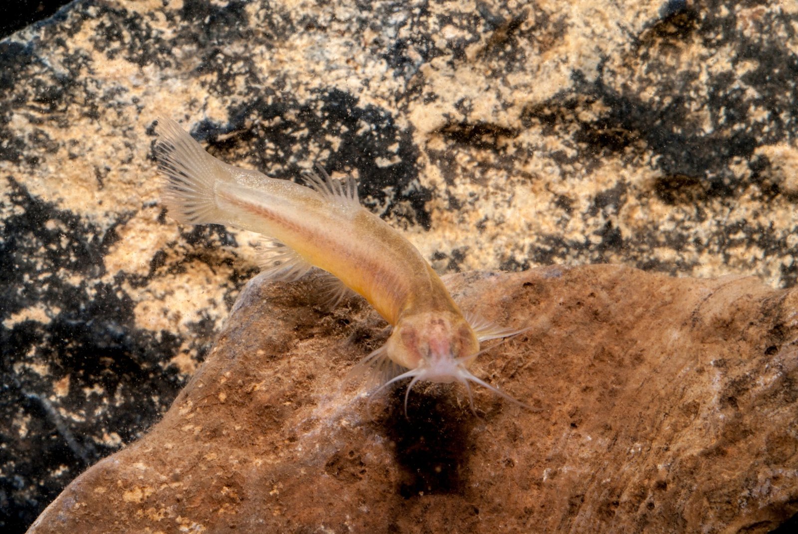 Discoveries in the Dark: Fauna of the Subterranean World (image credits: wikimedia)