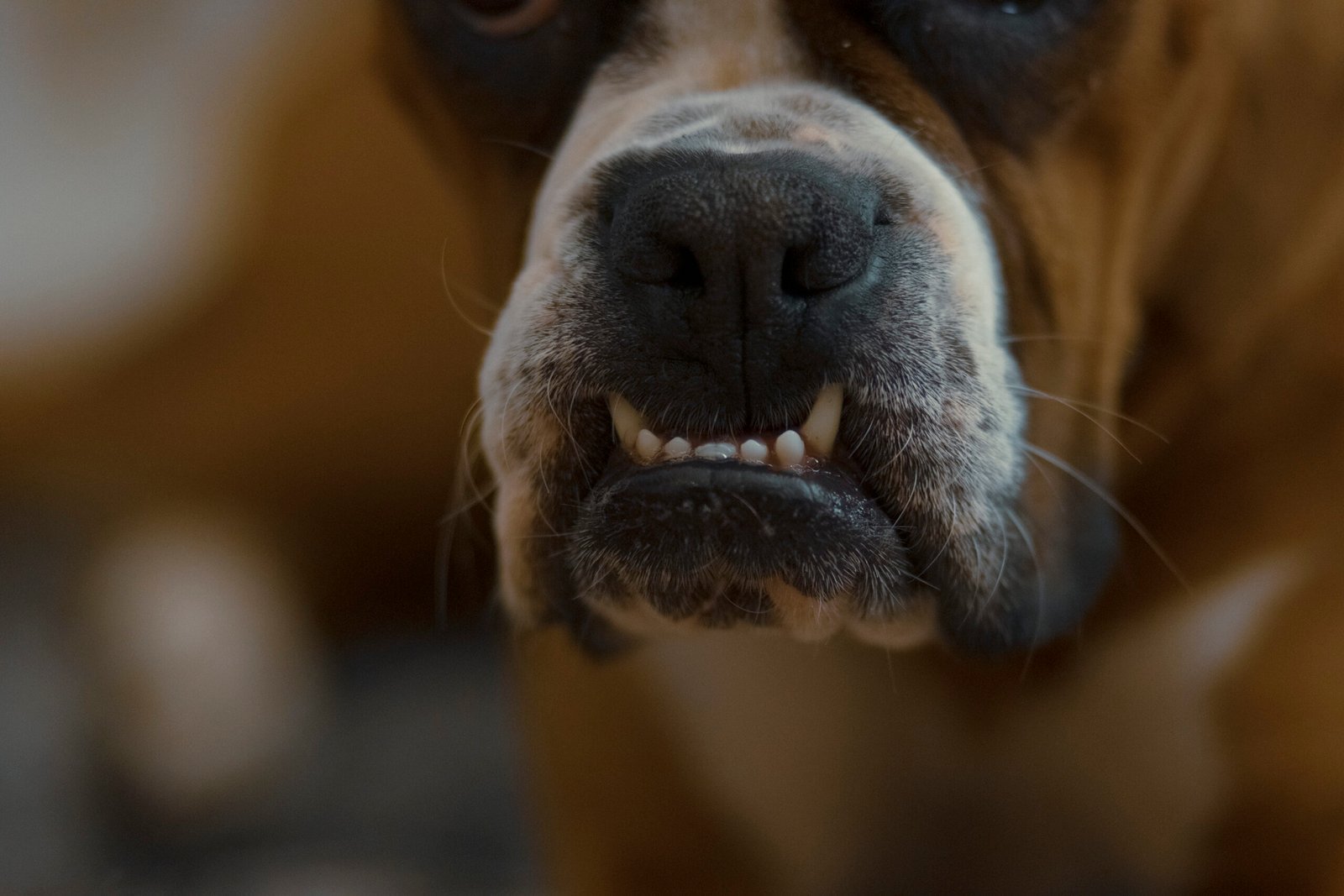 The Science of Animal Pain: What We Know (image credits: wikimedia)