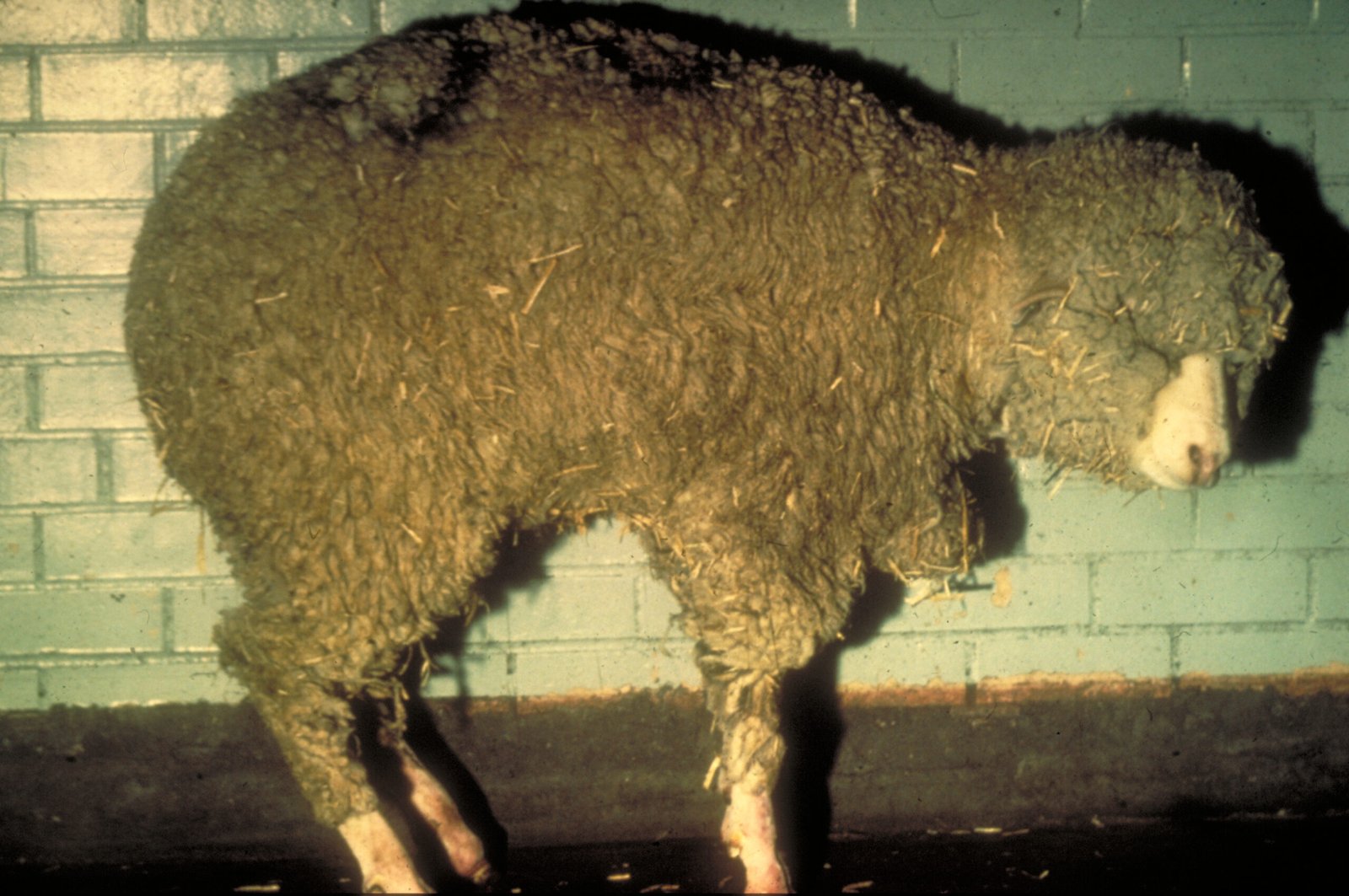 Veterinary Breakthroughs: Listening to the Unspoken (image credits: wikimedia)