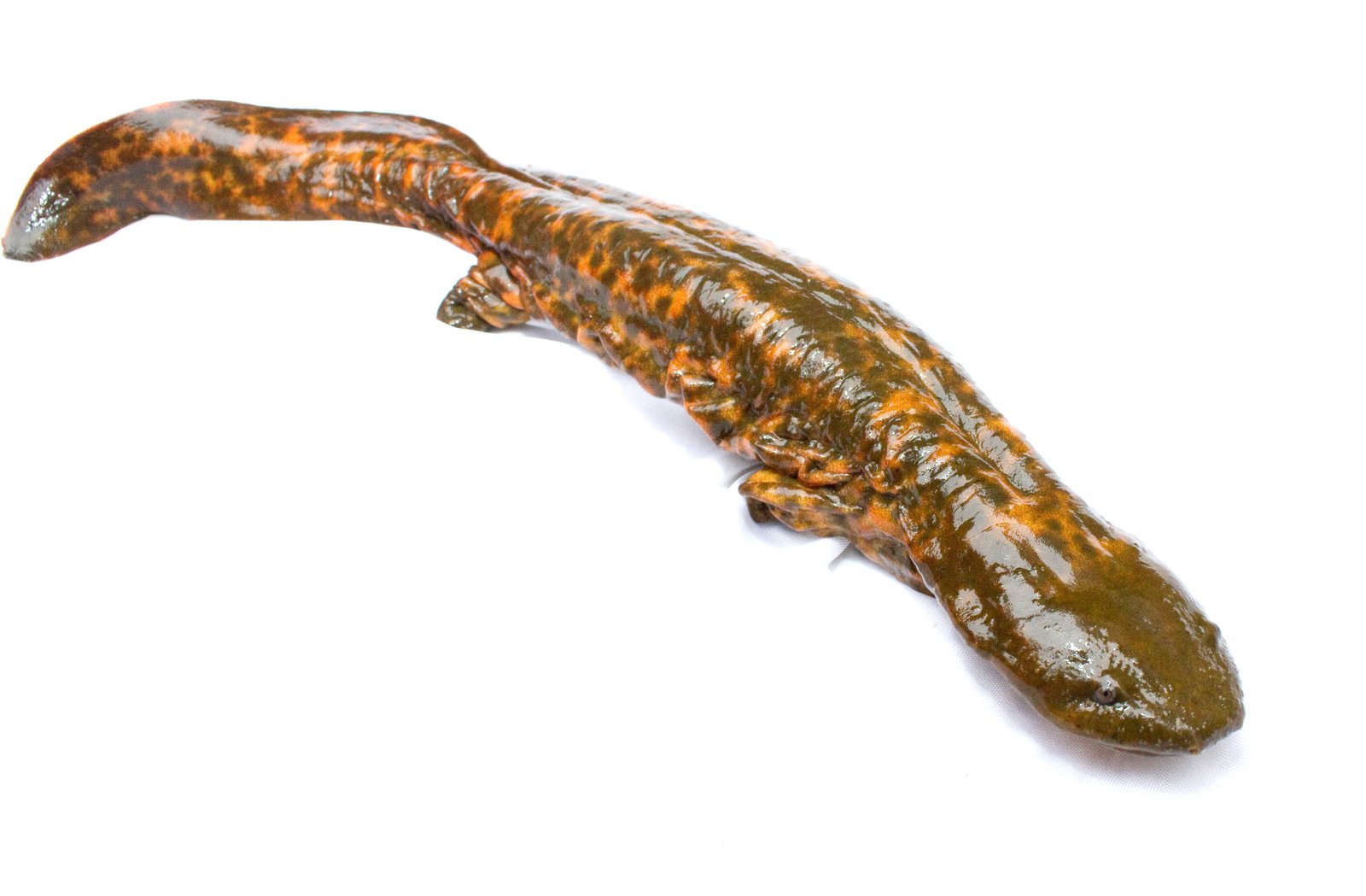 The Astonishing Hellbender: Nature’s Living Fossil (image credits: wikimedia)