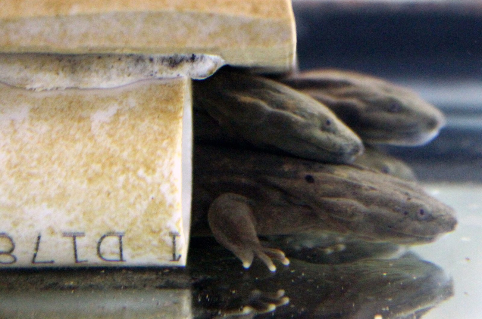 Survival in the Shadows: Hellbender Behavior and Lifestyle (image credits: wikimedia)
