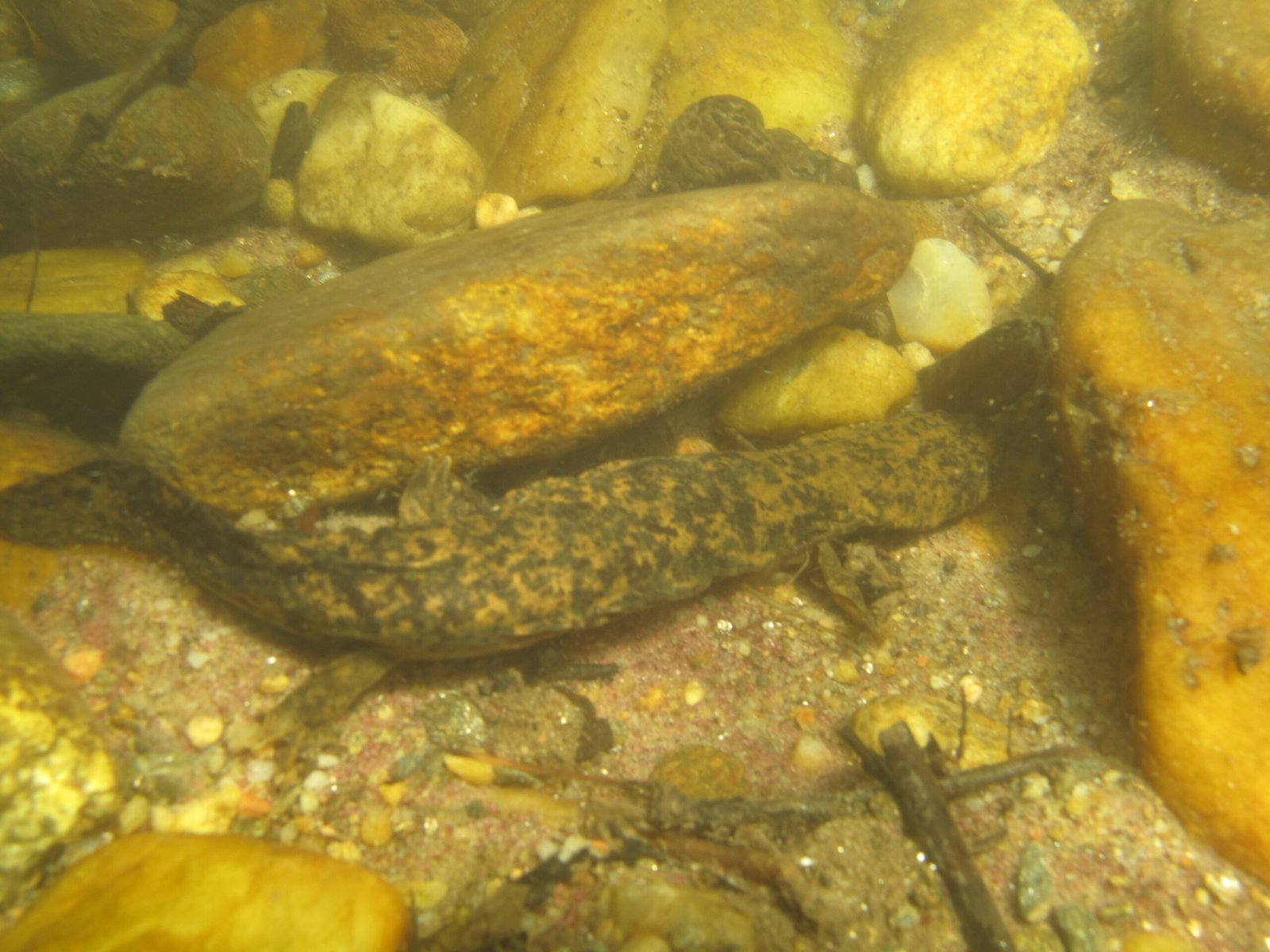 Lessons from a Skin-Breathing Vertebrate (image credits: wikimedia)