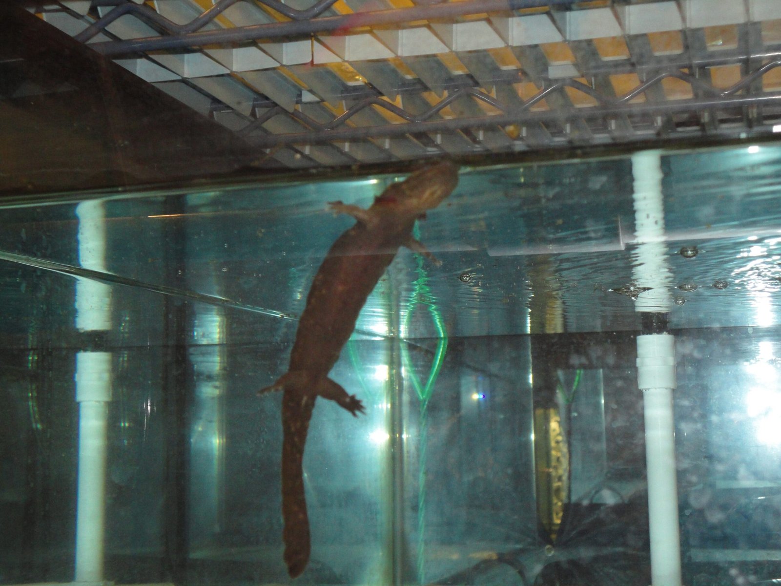 What the Hellbender Teaches Us About Wonder and Responsibility (image credits: wikimedia)