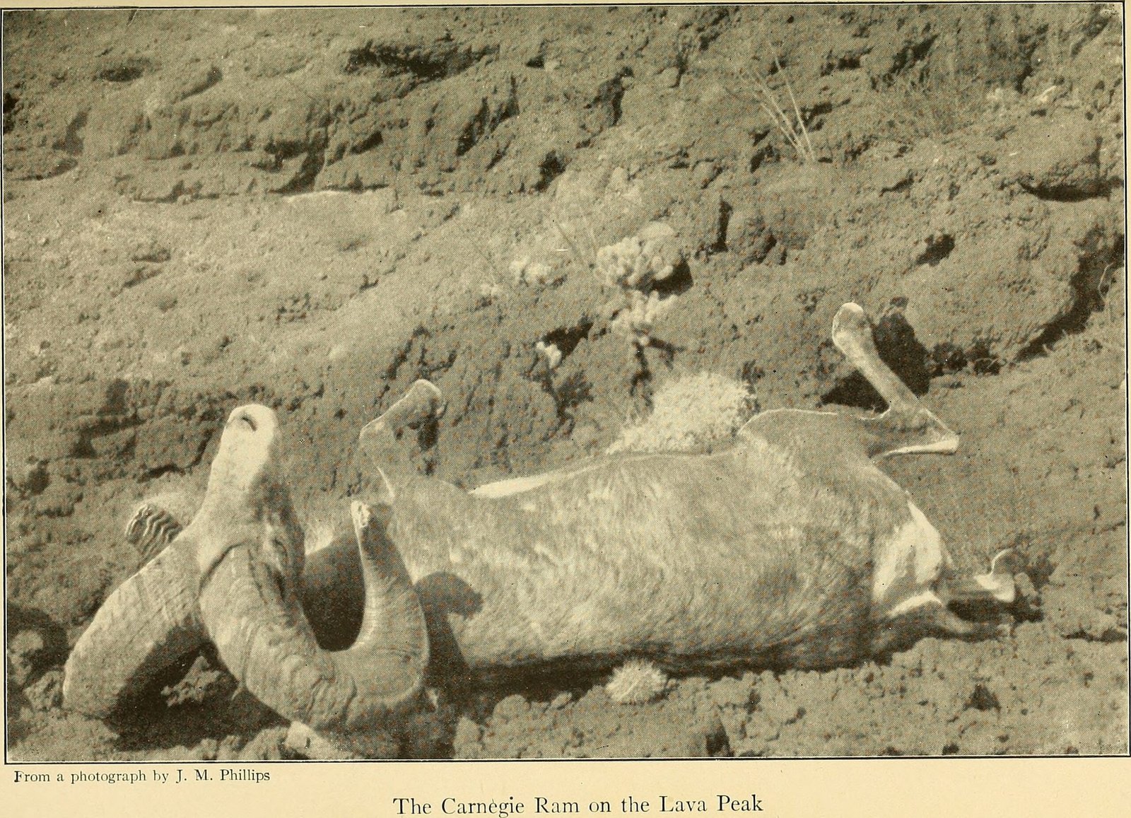 The Infamous Sheep Incident: When Secrets Spill Over (image credits: wikimedia)