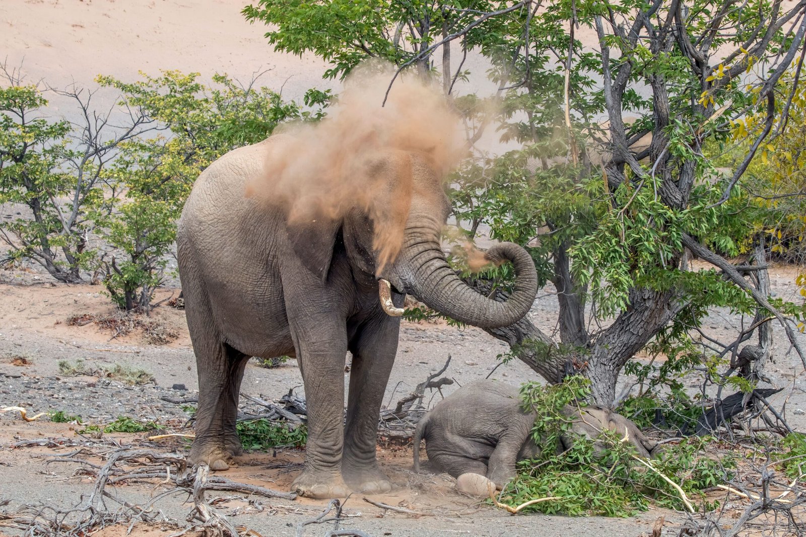 Wildlife and the Unintended Consequences of Science (image credits: wikimedia)
