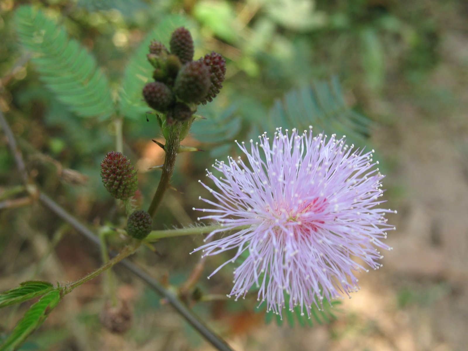Botanical Sensitivity: How Plants Respond to the Environment (image credits: wikimedia)