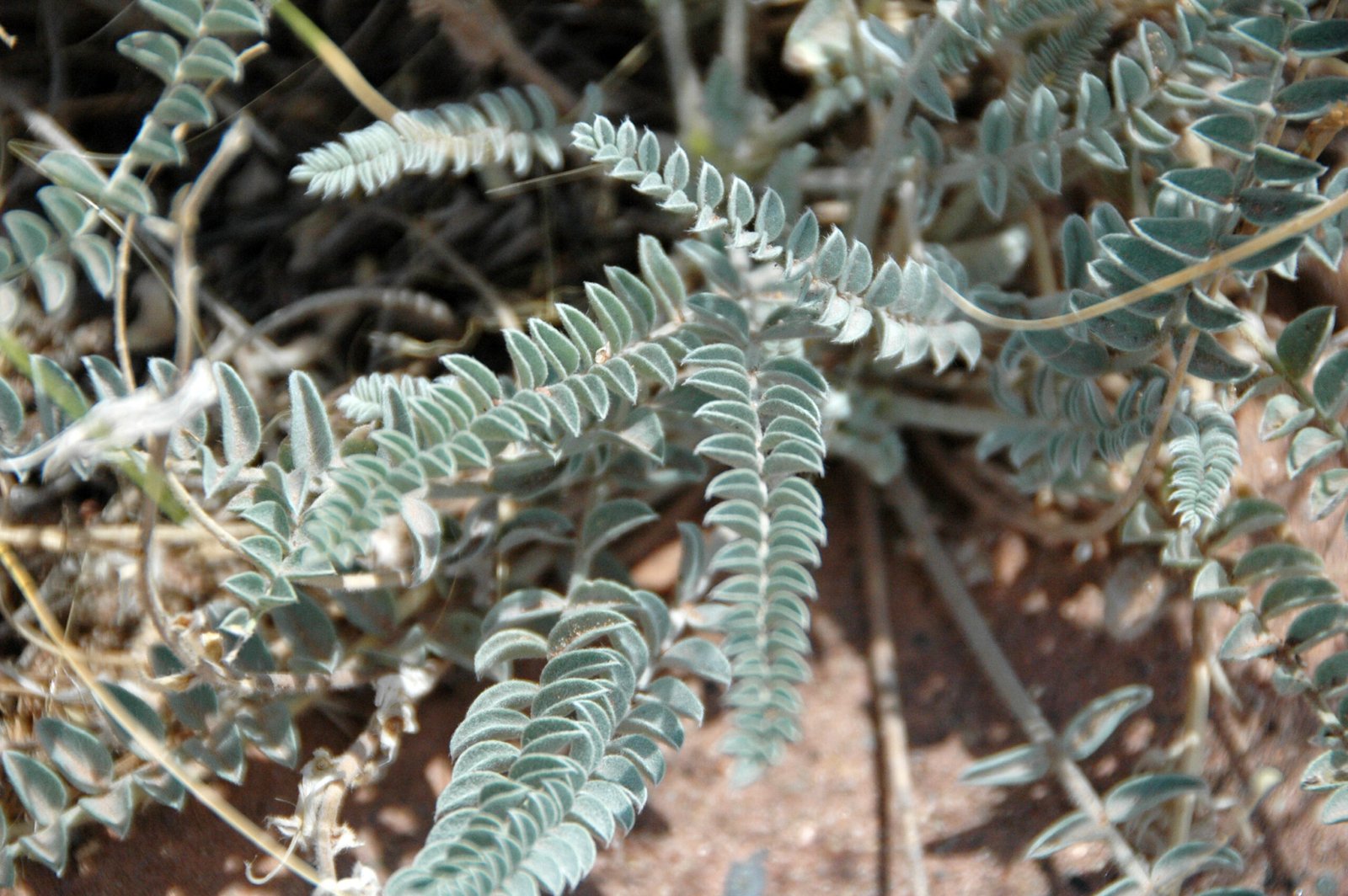 Unusual Plant Behavior Before Earthquakes: Fact or Fancy? (image credits: wikimedia)