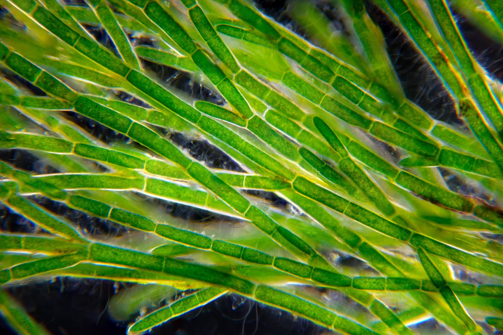 Plants as Bioindicators: Beyond Earthquakes (image credits: wikimedia)