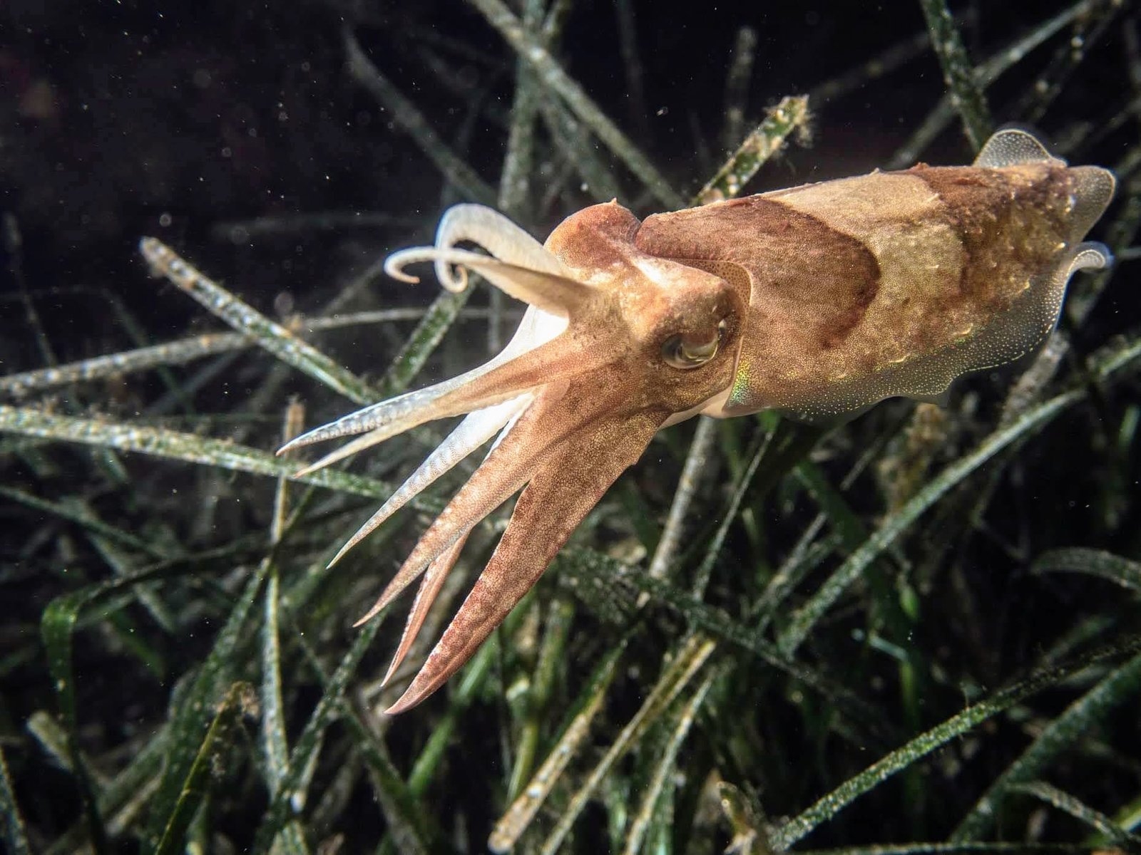 The Real-Life Invisibility Cloak: Cephalopod Camouflage (image credits: wikimedia)