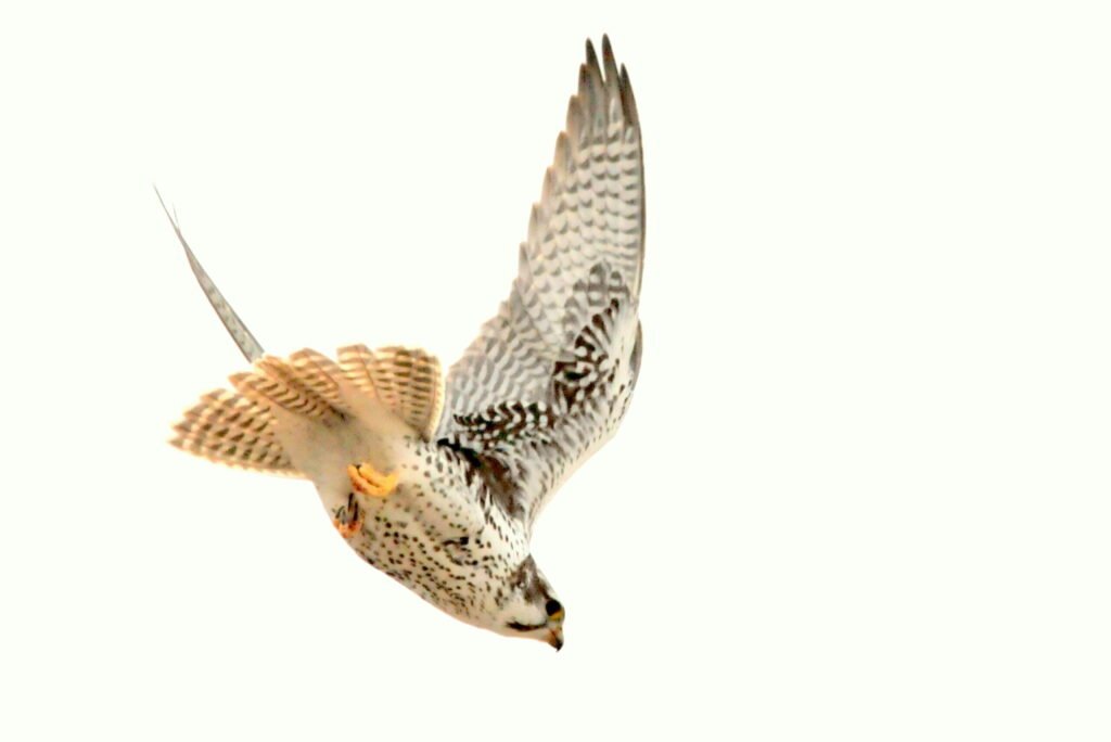 Super Speed: The Peregrine Falcon’s Hypersonic Dive