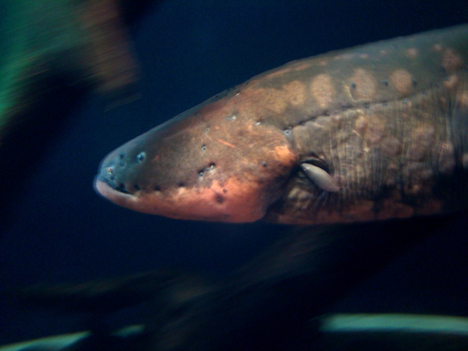 Force Fields: The Electric Eel’s Shocking Defense (image credits: wikimedia)