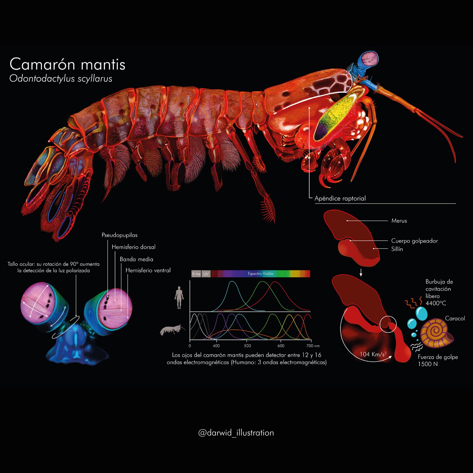 Seeing the Unseen: The Mantis Shrimp’s Spectacular Vision (image credits: wikimedia)