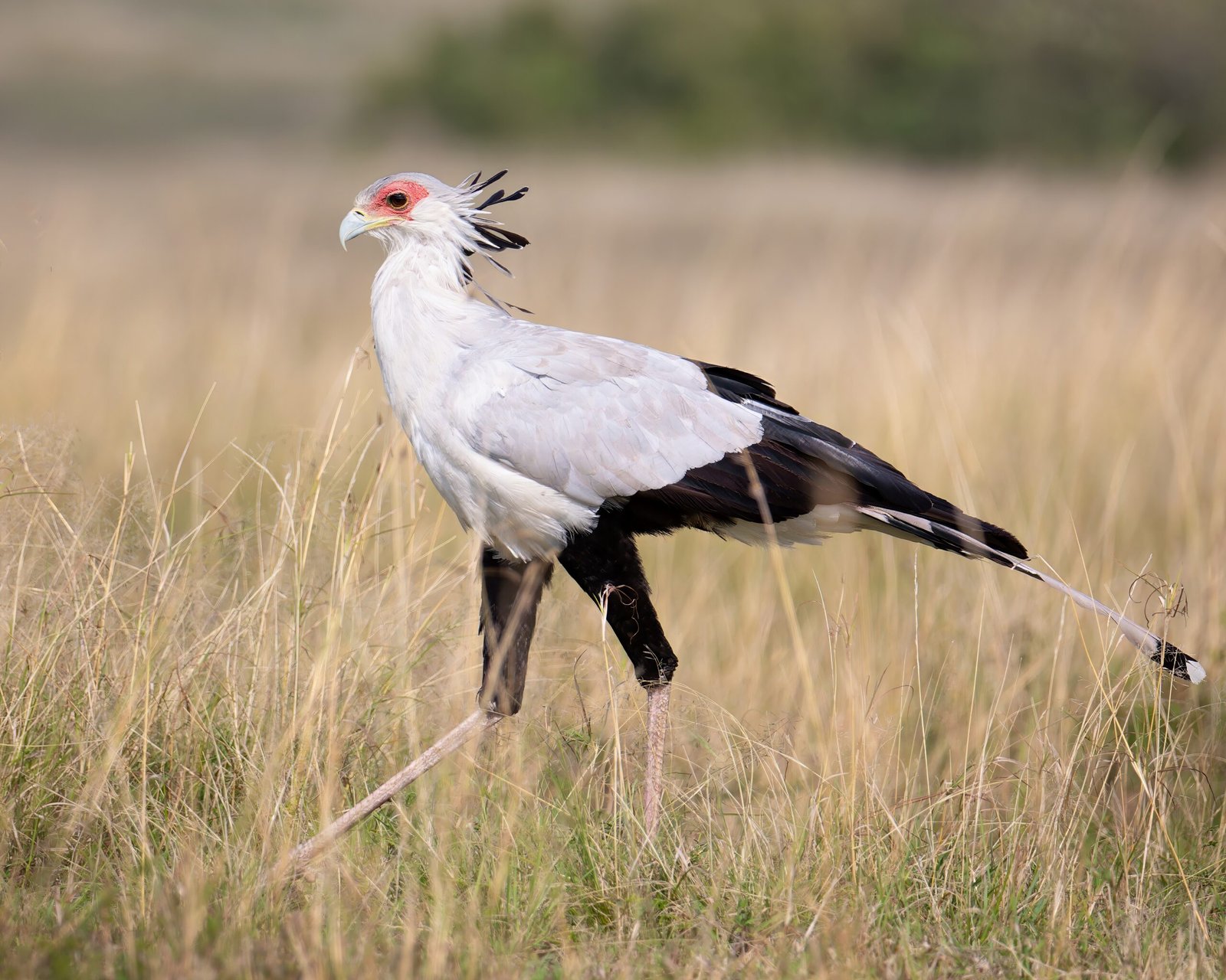 A Tall, Striking Figure of the African Plains (image credits: wikimedia)
